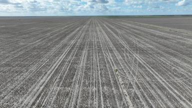 Other (Rural) For Sale - NSW - Goodooga - 2838 - Cropping, Cattle, Sheep with Scale and Great Season!  (Image 2)