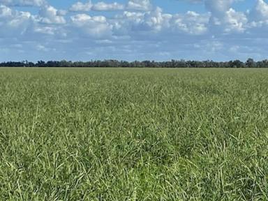 Other (Rural) For Sale - NSW - Goodooga - 2838 - Cropping, Cattle, Sheep with Scale and Great Season!  (Image 2)