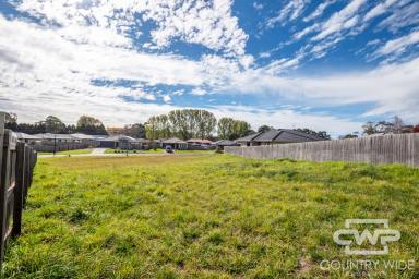 Residential Block For Sale - NSW - Guyra - 2365 - Prime Vacant Block in Sought-After White Gum Place!  (Image 2)