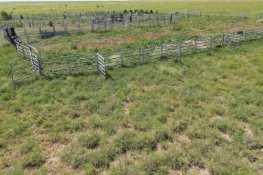 Livestock Auction - QLD - Tangorin - 4821 - Fertile Black Self mulching soils - Currently very well grassed  (Image 2)