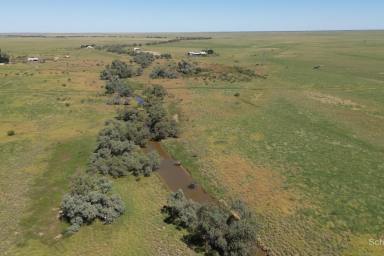 Livestock Auction - QLD - Tangorin - 4821 - Fertile Black Self mulching soils - Currently very well grassed  (Image 2)