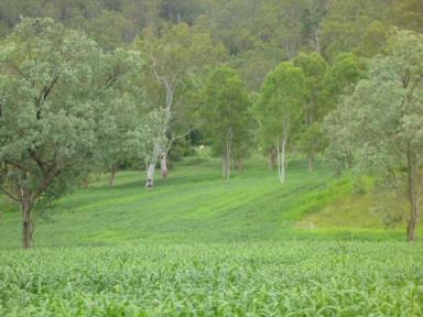 Lifestyle For Sale - NSW - Rocky River - 2372 - THE CULTIVATION BLOCK  (Image 2)