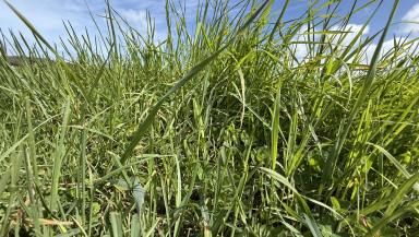 Other (Rural) For Sale - SA - Canunda - 5280 - Productive and Balanced Grazing $8,600,000  (Image 2)