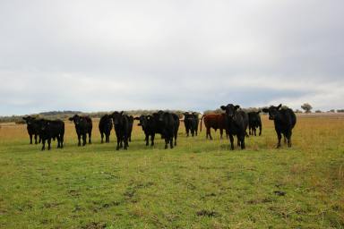Acreage/Semi-rural For Sale - NSW - Inverell - 2360 - Graceleigh - Lifestyle and Rural Living  (Image 2)