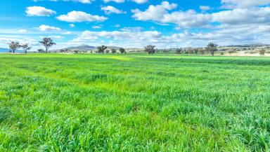 Cropping Auction - NSW - Manilla - 2346 - PRODUCTIVE, CROPPING, GRAZING & LOCATION  (Image 2)
