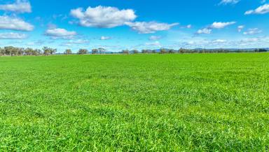 Cropping Auction - NSW - Manilla - 2346 - PRODUCTIVE, CROPPING, GRAZING & LOCATION  (Image 2)