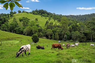 House For Sale - QLD - Ocean View - 4521 - Rural Acreage with established infrastructure  (Image 2)