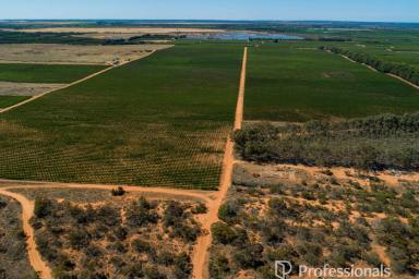 Horticulture For Sale - VIC - Iraak - 3494 - Irrigated Agri Development Farm - 273.6Ha  (Image 2)