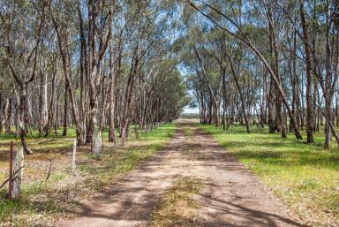 Mixed Farming For Sale - VIC - Kamarooka - 3570 - Lifestyle and farming opportunity  (Image 2)