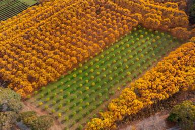 Horticulture For Sale - VIC - Stanley - 3747 - Thriving Agritourism Business - Sale & Leaseback Option Available  (Image 2)