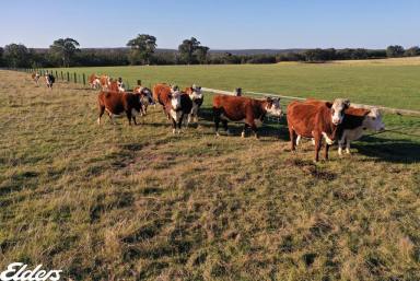 Mixed Farming For Sale - VIC - Stockdale - 3862 - $4500 per ACRE (Image 2)