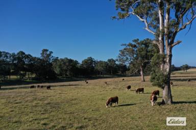 Mixed Farming For Sale - VIC - Stockdale - 3862 - Stockdale grazing country  (Image 2)