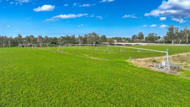Cropping Auction - NSW - Manilla - 2346 - HIGHLY PRODUCTIVE LAND WITH EXCELLENT WATER  (Image 2)