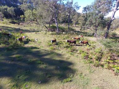 Mixed Farming Auction - NSW - Doubtful Creek - 2470 - 1320 ACRES  (Image 2)