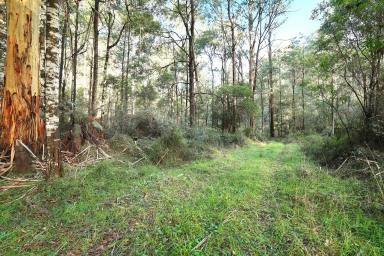 Residential Block For Sale - VIC - Fumina - 3825 - PRIVATE ESCAPE FROM IT ALL  (Image 2)