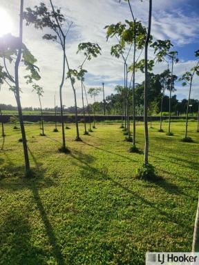 Residential Block For Sale - QLD - Silky Oak - 4854 - Discover Your Slice of Country Life in Silky Oak  (Image 2)
