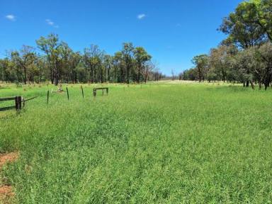 Acreage/Semi-rural For Sale - QLD - Jericho - 4728 - FOR SALE: Safe breeding block - Speculation: 24,923 ha/61,586 acres  (Image 2)