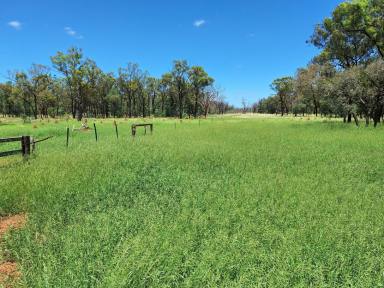 Commercial Farming For Sale - QLD - Jericho - 4728 - FOR SALE: Safe breeding block - Speculation: 24,923 ha/61,586 acres  (Image 2)