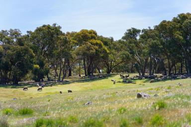 Mixed Farming For Sale - VIC - Maldon - 3463 - Expansive Rural Escape with Panoramic Views  (Image 2)