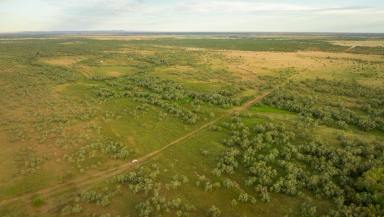 Livestock For Sale - WA - Derby - 6728 - Kalyeeda Station  (Image 2)