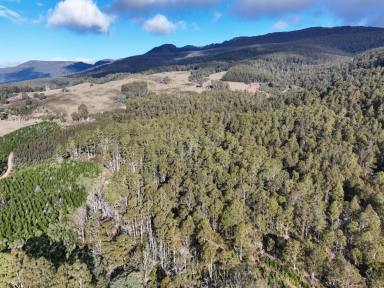 Other (Rural) For Sale - TAS - Mole Creek - 7304 - Investment Opportunity  (Image 2)