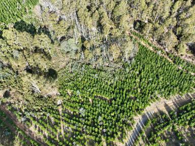 Other (Rural) For Sale - TAS - Mole Creek - 7304 - Investment Opportunity  (Image 2)