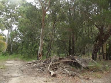 Residential Block For Sale - QLD - Macleay Island - 4184 - Bush setting  (Image 2)