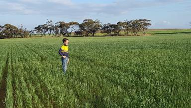 Mixed Farming For Sale - SA - Marama - 5307 - Kinmana Organic Farm  (Image 2)