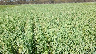 Mixed Farming For Sale - SA - Marama - 5307 - Kinmana Organic Farm  (Image 2)