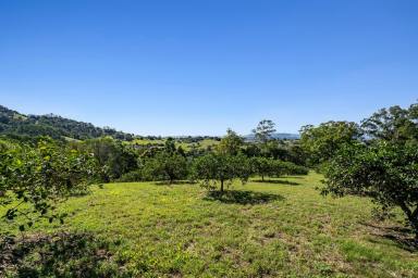 Acreage/Semi-rural For Sale - QLD - Dagun - 4570 - Mary Valley Magic: Lifestyle, Income, Views!  (Image 2)