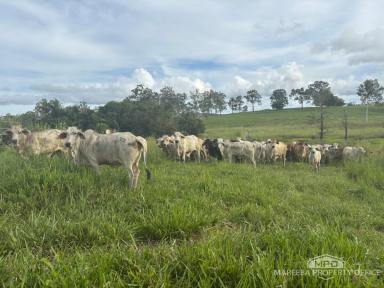 Livestock Sold - QLD - Julatten - 4871 - GRAZING & LIFESTYLE PARCEL IN JULATTEN  (Image 2)