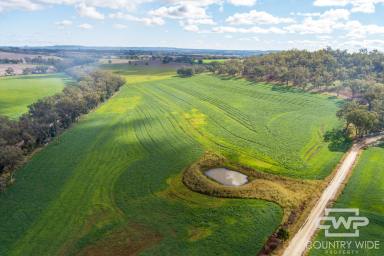Mixed Farming For Sale - NSW - Inverell - 2360 - Picturesque Cattle Farm with Rich Basalt Soils  (Image 2)