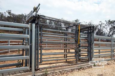 Mixed Farming For Sale - NSW - Inverell - 2360 - Picturesque Cattle Farm with Rich Basalt Soils  (Image 2)