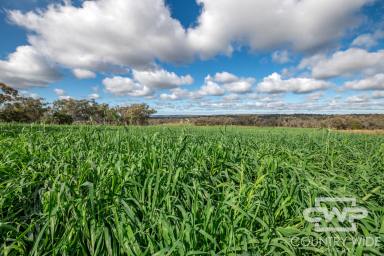 Mixed Farming For Sale - NSW - Inverell - 2360 - Picturesque Cattle Farm with Rich Basalt Soils  (Image 2)
