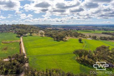 Mixed Farming For Sale - NSW - Inverell - 2360 - Picturesque Cattle Farm with Rich Basalt Soils  (Image 2)