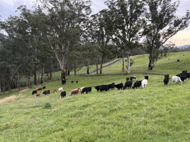 Lifestyle For Sale - NSW - Kangaroo Valley - 2577 - STUNNING 200 ACRES KANGAROO VALLEY With House  (Image 2)