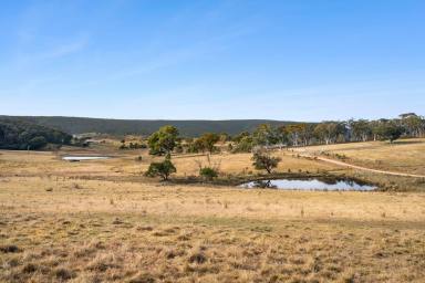 Other (Rural) For Sale - NSW - Tarlo - 2580 - Endless Potential with approved subdivision  (Image 2)