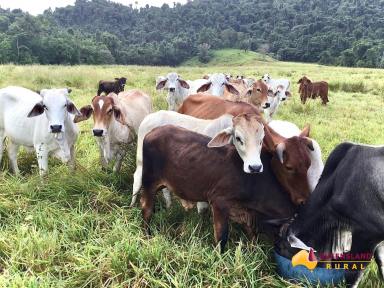 Other (Rural) For Sale - QLD - Bombeeta - 4871 - Grazing / Tropical Fruits / Small Crops  (Image 2)