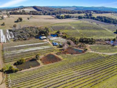 Lifestyle Auction - NSW - Batlow - 2730 - Auction - Batlow  (Image 2)