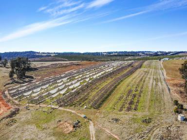 Lifestyle Auction - NSW - Batlow - 2730 - Auction - Kunama  (Image 2)