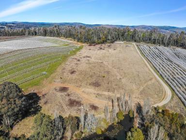 Lifestyle Auction - NSW - Batlow - 2730 - Auction - Kunama  (Image 2)