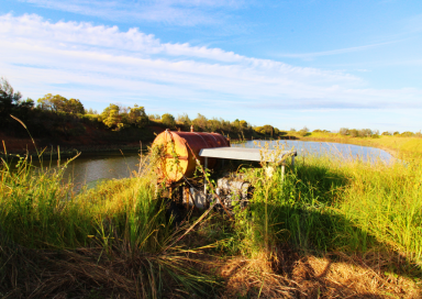 Horticulture For Sale - QLD - Alloway - 4670 - CARINA DOWNS - EOI CLOSE 21ST JULY 2025  (Image 2)