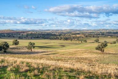 Mixed Farming For Sale - NSW - Cowra - 2794 - 571ACRES* OF HIGH QUALITY CREEK FLATS WITHIN 5MIN'S FROM TOWN!  (Image 2)