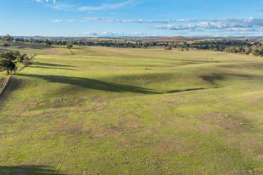 Mixed Farming For Sale - NSW - Cowra - 2794 - 571ACRES* OF HIGH QUALITY CREEK FLATS WITHIN 5MIN'S FROM TOWN!  (Image 2)