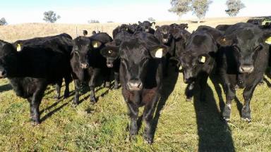 Mixed Farming For Sale - NSW - Cowra - 2794 - 571ACRES* OF HIGH QUALITY CREEK FLATS WITHIN 5MIN'S FROM TOWN!  (Image 2)
