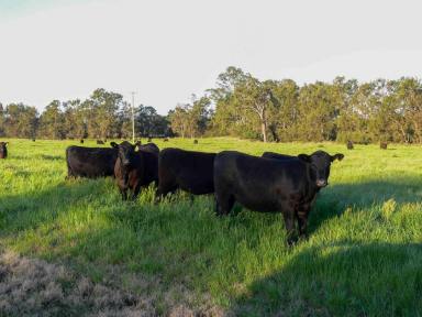 Other (Rural) For Sale - NSW - Berrigal - 2390 - 'The Glen"  (Image 2)