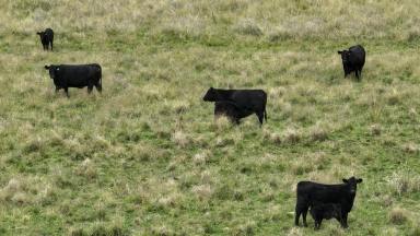 Other (Rural) For Sale - NSW - Berrigal - 2390 - 'The Glen"  (Image 2)
