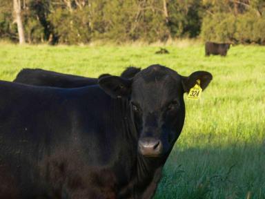 Other (Rural) For Sale - NSW - Berrigal - 2390 - 'The Glen"  (Image 2)