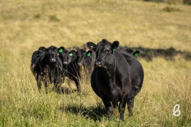 Other (Rural) Sold - NSW - Salisbury - 2420 - "Arabella" - Premium Hunter Valley Grazing Opportunity  (Image 2)