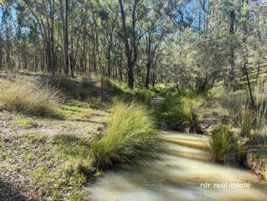 Livestock For Sale - NSW - Inverell - 2360 - PRIME GRAZING OPPORTUNITY  (Image 2)